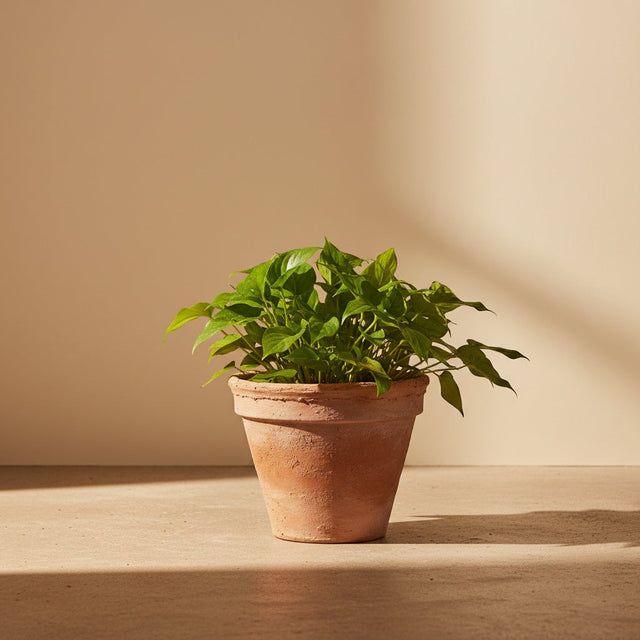 Fioriera Terra — terracotta grezza, Kaya Deco